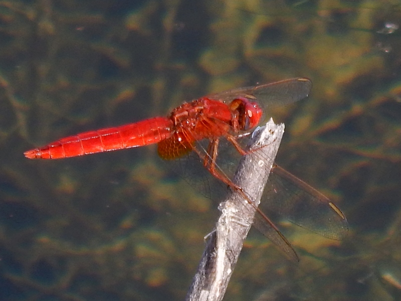 Chrocothemis erythraea?  S�, maschio